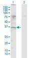 Taste 2 Receptor Member 20 antibody, H00259295-D01P, Novus Biologicals, Western Blot image 