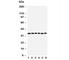 Aquaporin 4 antibody, R31037, NSJ Bioreagents, Western Blot image 