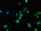 RAB7A, Member RAS Oncogene Family antibody, orb46055, Biorbyt, Immunofluorescence image 
