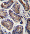 Solute Carrier Family 9 Member A2 antibody, 56-594, ProSci, Immunohistochemistry frozen image 