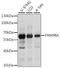 Family With Sequence Similarity 98 Member A antibody, A15624, Boster Biological Technology, Western Blot image 