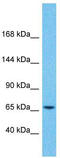 Zinc Finger Protein 681 antibody, TA345197, Origene, Western Blot image 