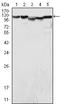 Lysine Demethylase 1A antibody, STJ98224, St John