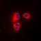 Mitochondrial Ribosomal Protein L14 antibody, orb215274, Biorbyt, Immunofluorescence image 