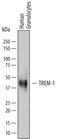 Triggering Receptor Expressed On Myeloid Cells 1 antibody, PA5-47112, Invitrogen Antibodies, Western Blot image 