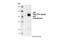 Aryl Hydrocarbon Receptor antibody, 83200S, Cell Signaling Technology, Western Blot image 