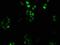 Homeobox C6 antibody, orb517896, Biorbyt, Immunofluorescence image 