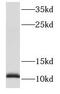 S100 Calcium Binding Protein A13 antibody, FNab07556, FineTest, Western Blot image 