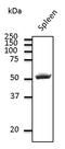 CD4 antibody, LS-C204253, Lifespan Biosciences, Western Blot image 
