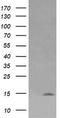 Lysozyme antibody, LS-C174731, Lifespan Biosciences, Western Blot image 