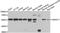 Annexin A11 antibody, A7423, ABclonal Technology, Western Blot image 