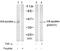 NFKB Inhibitor Epsilon antibody, AP02473PU-S, Origene, Western Blot image 