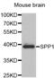 Secreted Phosphoprotein 1 antibody, abx001202, Abbexa, Western Blot image 