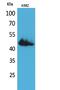 CD177 Molecule antibody, A03958, Boster Biological Technology, Western Blot image 