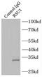 Ras suppressor protein 1 antibody, FNab07514, FineTest, Immunoprecipitation image 