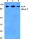 DNA Ligase 1 antibody, A02380, Boster Biological Technology, Western Blot image 