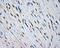 MCL1 Apoptosis Regulator, BCL2 Family Member antibody, LS-C115037, Lifespan Biosciences, Immunohistochemistry paraffin image 