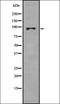 Semaphorin 4D antibody, orb337005, Biorbyt, Western Blot image 