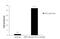 Nuclear Factor, Erythroid 2 Like 2 antibody, NBP1-32822, Novus Biologicals, Chromatin Immunoprecipitation image 