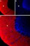 Potassium Voltage-Gated Channel Modifier Subfamily S Member 3 antibody, PA5-77644, Invitrogen Antibodies, Immunohistochemistry paraffin image 