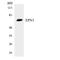 Epsin 3 antibody, LS-C291932, Lifespan Biosciences, Western Blot image 