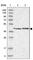 Era Like 12S Mitochondrial RRNA Chaperone 1 antibody, HPA021425, Atlas Antibodies, Western Blot image 