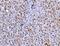 FAAH antibody, A00237-4, Boster Biological Technology, Immunohistochemistry paraffin image 