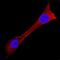 Ubiquitin Specific Peptidase 2 antibody, AF5804, R&D Systems, Immunofluorescence image 