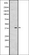 G Protein-Coupled Receptor 26 antibody, orb335544, Biorbyt, Western Blot image 