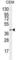 Coagulation Factor VIII Associated 3 antibody, abx026237, Abbexa, Western Blot image 