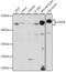 Farnesyltransferase, CAAX Box, Beta antibody, 16-171, ProSci, Western Blot image 