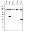 Cbl Proto-Oncogene antibody, PB9077, Boster Biological Technology, Flow Cytometry image 