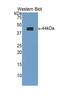 Troponin T2, Cardiac Type antibody, LS-C300220, Lifespan Biosciences, Western Blot image 