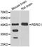 Arginine And Serine Rich Coiled-Coil 1 antibody, LS-C346284, Lifespan Biosciences, Western Blot image 
