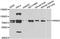 Interleukin 1 Receptor Associated Kinase 2 antibody, LS-C348975, Lifespan Biosciences, Western Blot image 