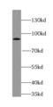 Syntabulin antibody, FNab08442, FineTest, Western Blot image 