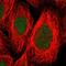 FES Proto-Oncogene, Tyrosine Kinase antibody, NBP1-83429, Novus Biologicals, Immunofluorescence image 