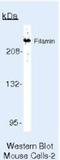 Filamin A antibody, NB600-1218, Novus Biologicals, Western Blot image 