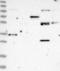 Interferon Induced Protein 44 antibody, NBP1-82614, Novus Biologicals, Western Blot image 