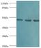 RB Binding Protein 7, Chromatin Remodeling Factor antibody, MBS1494017, MyBioSource, Western Blot image 