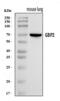 Guanylate Binding Protein 2 antibody, A05737-2, Boster Biological Technology, Western Blot image 