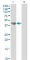 Adhesion Regulating Molecule 1 antibody, orb95825, Biorbyt, Western Blot image 