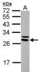 14-3-3 protein epsilon antibody, NBP1-33554, Novus Biologicals, Western Blot image 