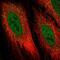 DIOII antibody, NBP2-56543, Novus Biologicals, Immunofluorescence image 