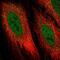 Iodothyronine Deiodinase 2 antibody, NBP2-56543, Novus Biologicals, Immunofluorescence image 