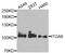 Integrin Subunit Alpha 6 antibody, abx005623, Abbexa, Western Blot image 
