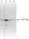 TAP Tag antibody, CAB1001, Invitrogen Antibodies, Western Blot image 