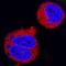 Protein Kinase AMP-Activated Catalytic Subunit Alpha 1 antibody, MAB3197, R&D Systems, Immunocytochemistry image 