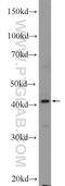 Neutrophil Cytosolic Factor 4 antibody, 14648-1-AP, Proteintech Group, Western Blot image 