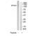 EPH Receptor A3 antibody, TA312904, Origene, Western Blot image 